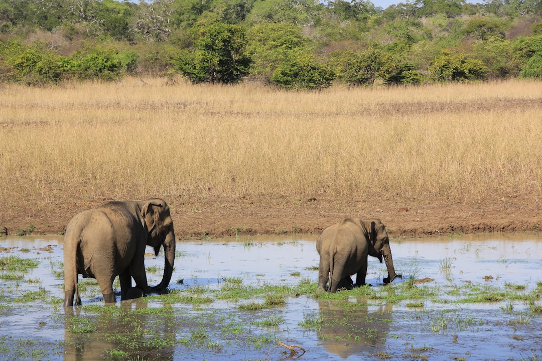 Safe Solo Travel in Sri Lanka: Essential Safety Tips