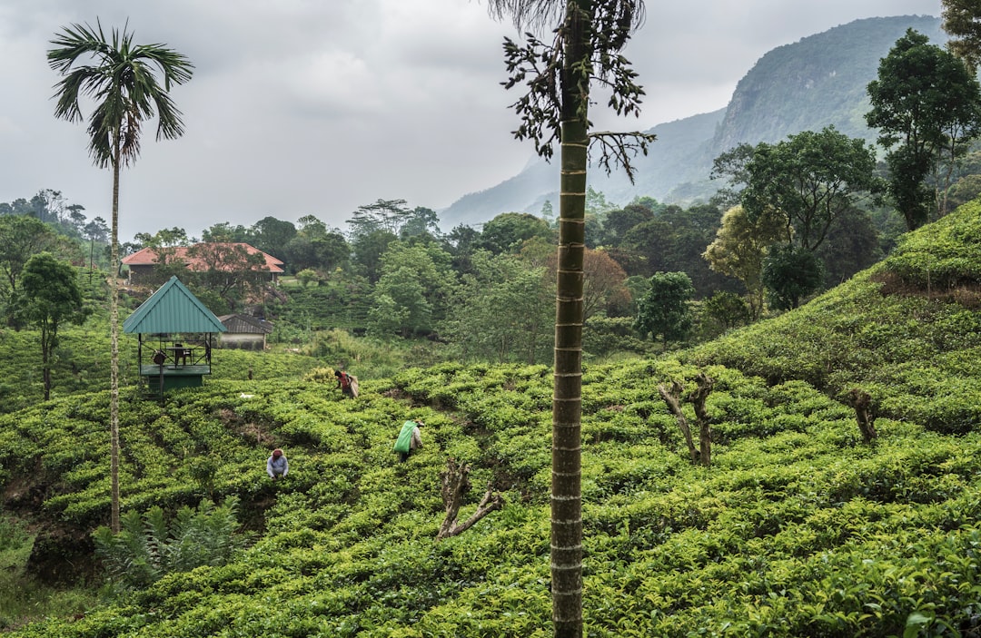 Best Time to Visit Sri Lanka: Season-by-Season Guide