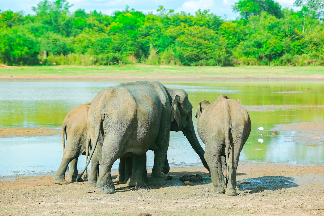 Yala and Udawalawe Safari in Sri Lanka: Spot Elephants