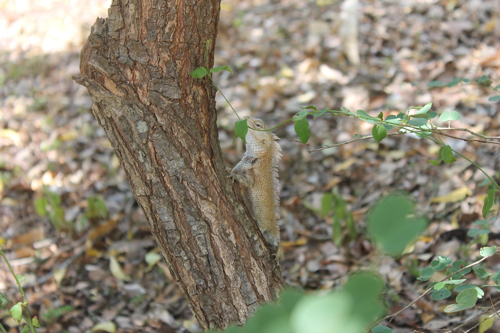 Southern Coast & Wildlife