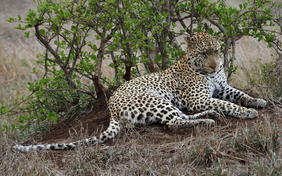 Wildlife Safari Guide