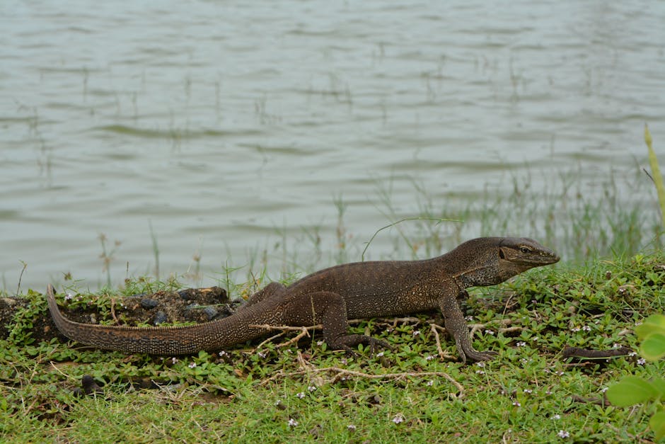 Yala National Park