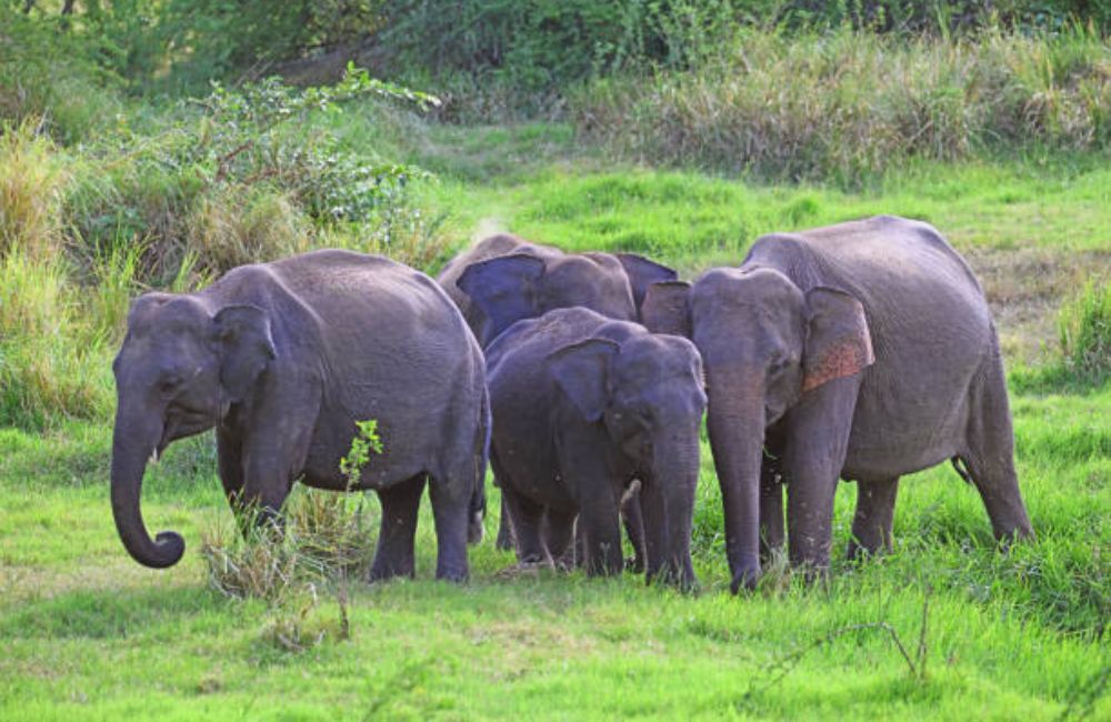 Best of Sri Lanka 10 Days