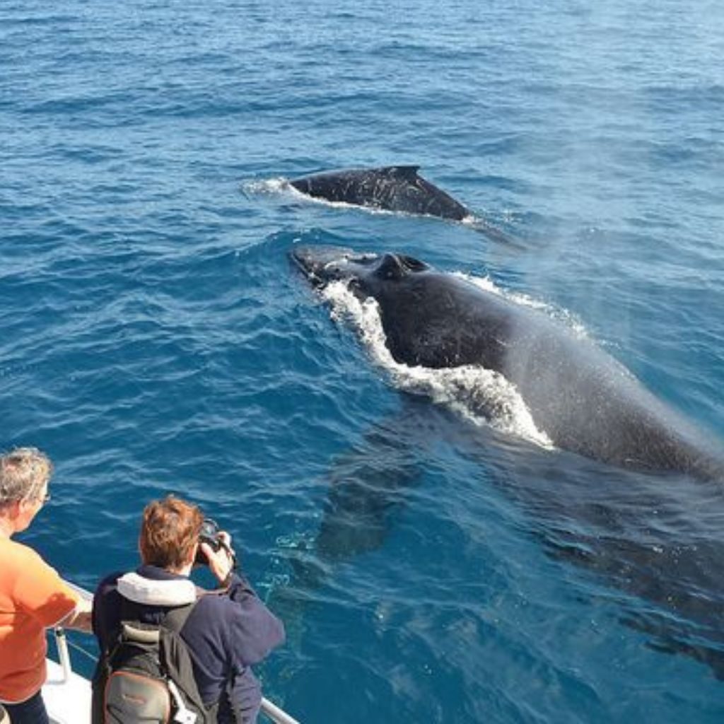 Day 3 - Whale Watching At Mirissa